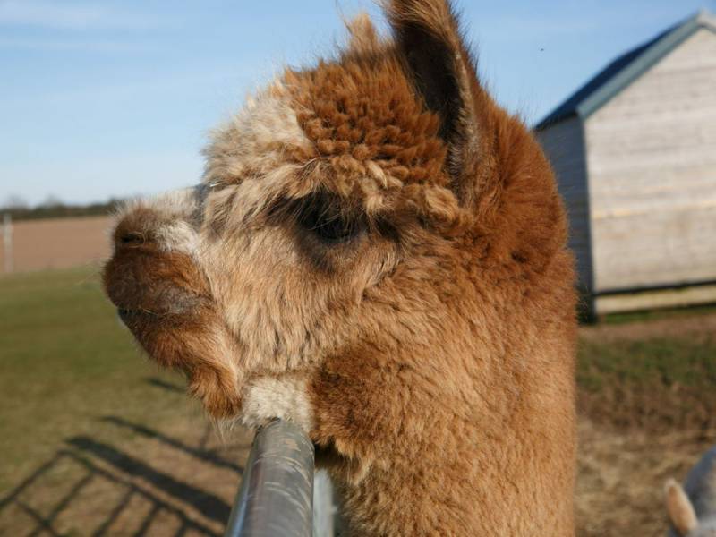 Hard Standing Pitch 2