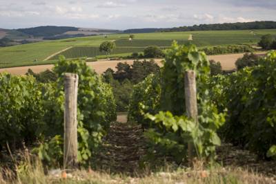 As any red-nosed soul will expound between hiccups, France has a somewhat well-deserved reputation for its wine.
