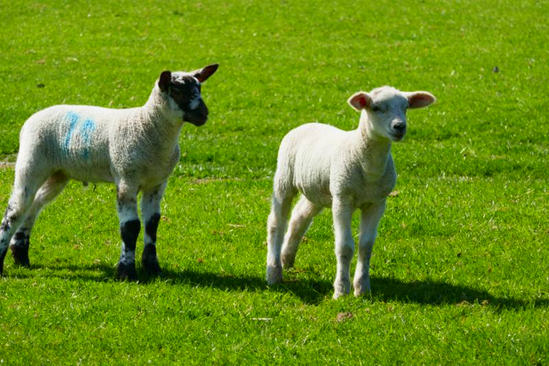Crinkly Cabin with Sauna and Hot Tub
