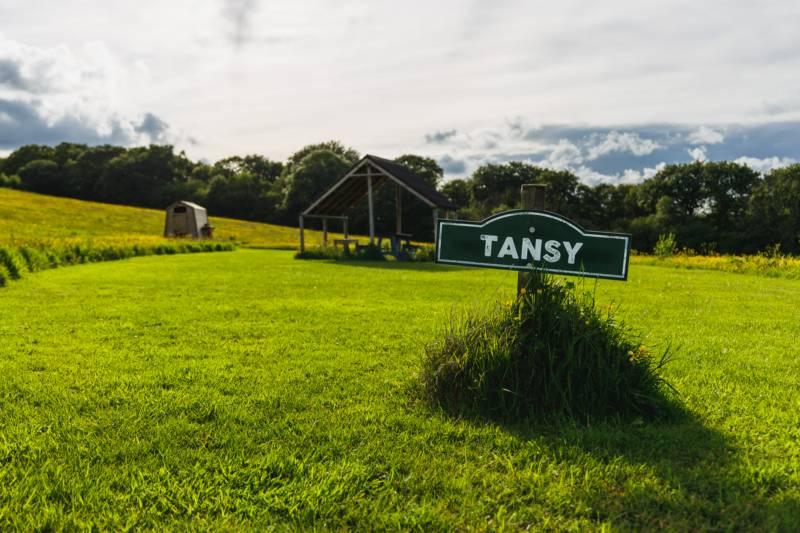 Tansy - Ensuite Grass Pitch