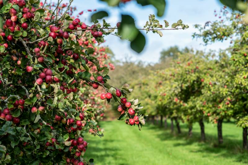 Cider Farm Orchard Campsite, Bridport