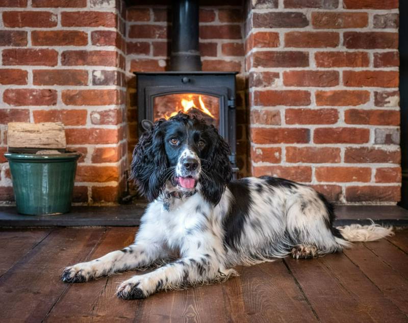 Best Dog Friendly Pubs with Rooms in Norfolk I Cool Places
