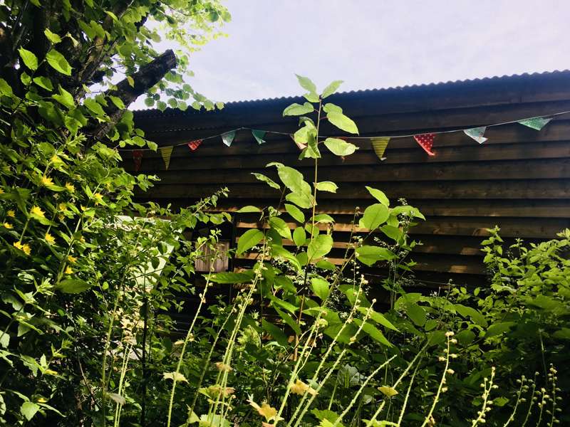 Wild Rose Vintage Caravan