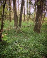 Meadow Belltent