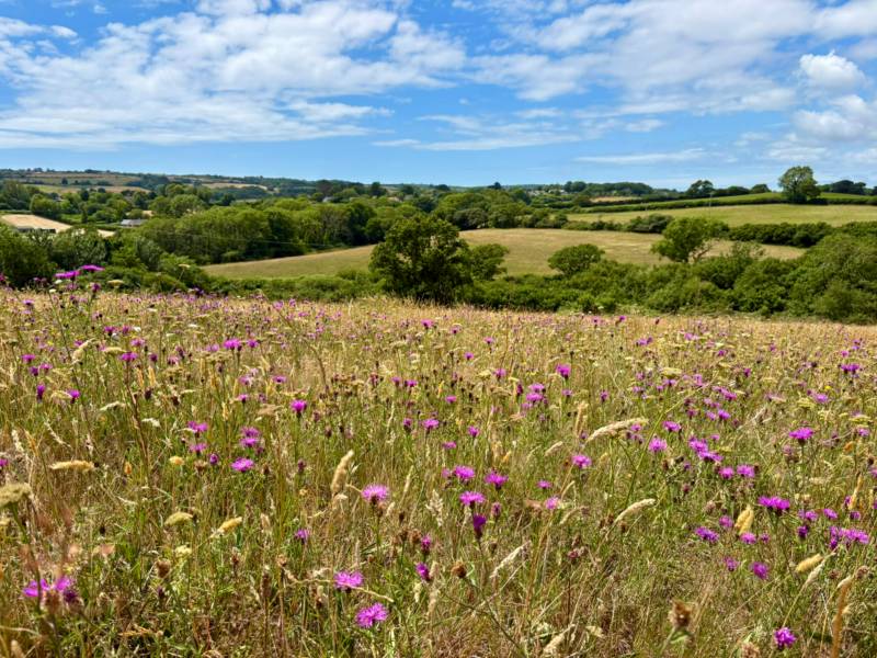 Meadow Pitch