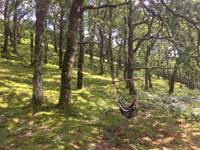 Forest yurt