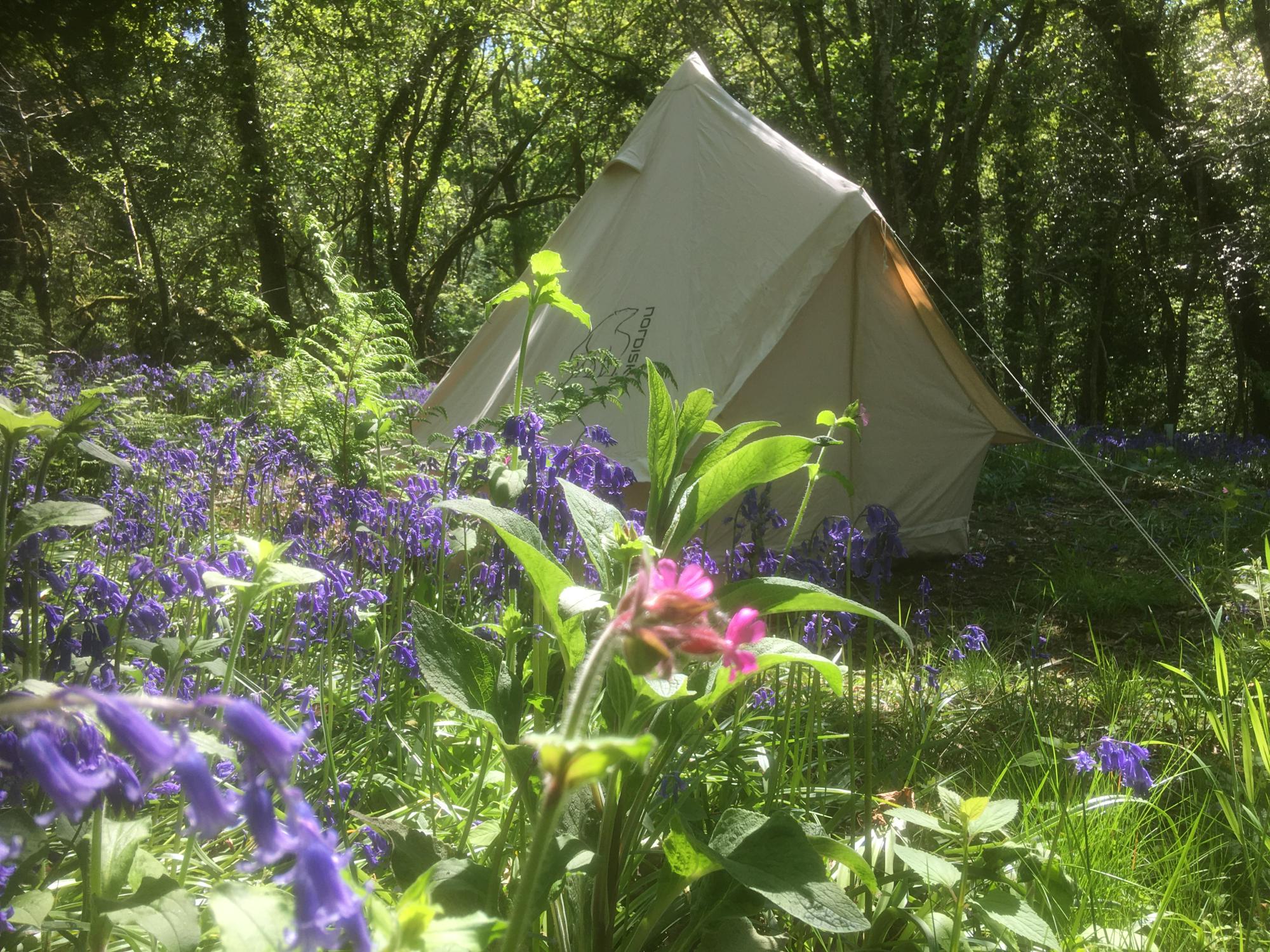 Campsites in The Greener Camping Club holidays at I Love This Campsite