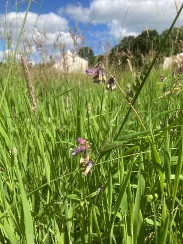 Crook of the River Grass Pitch Non EHU