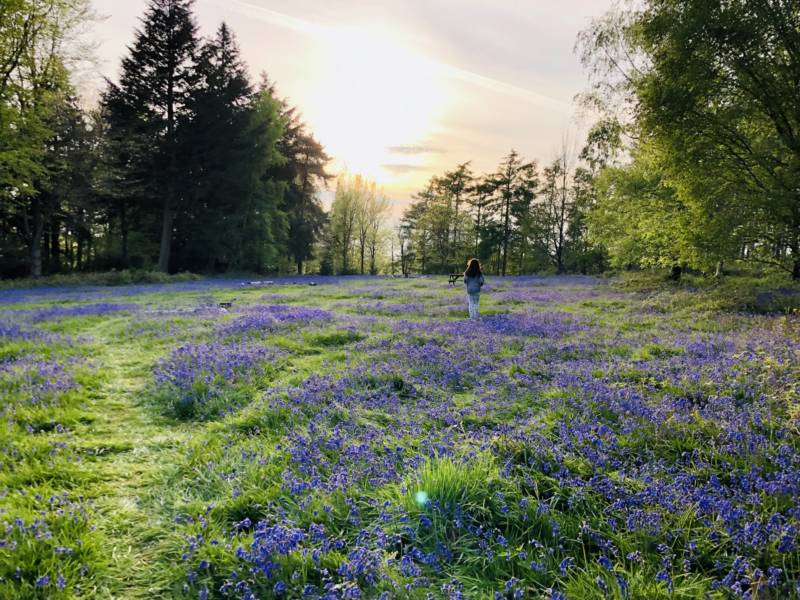 Woodland Meadow Large Pitch