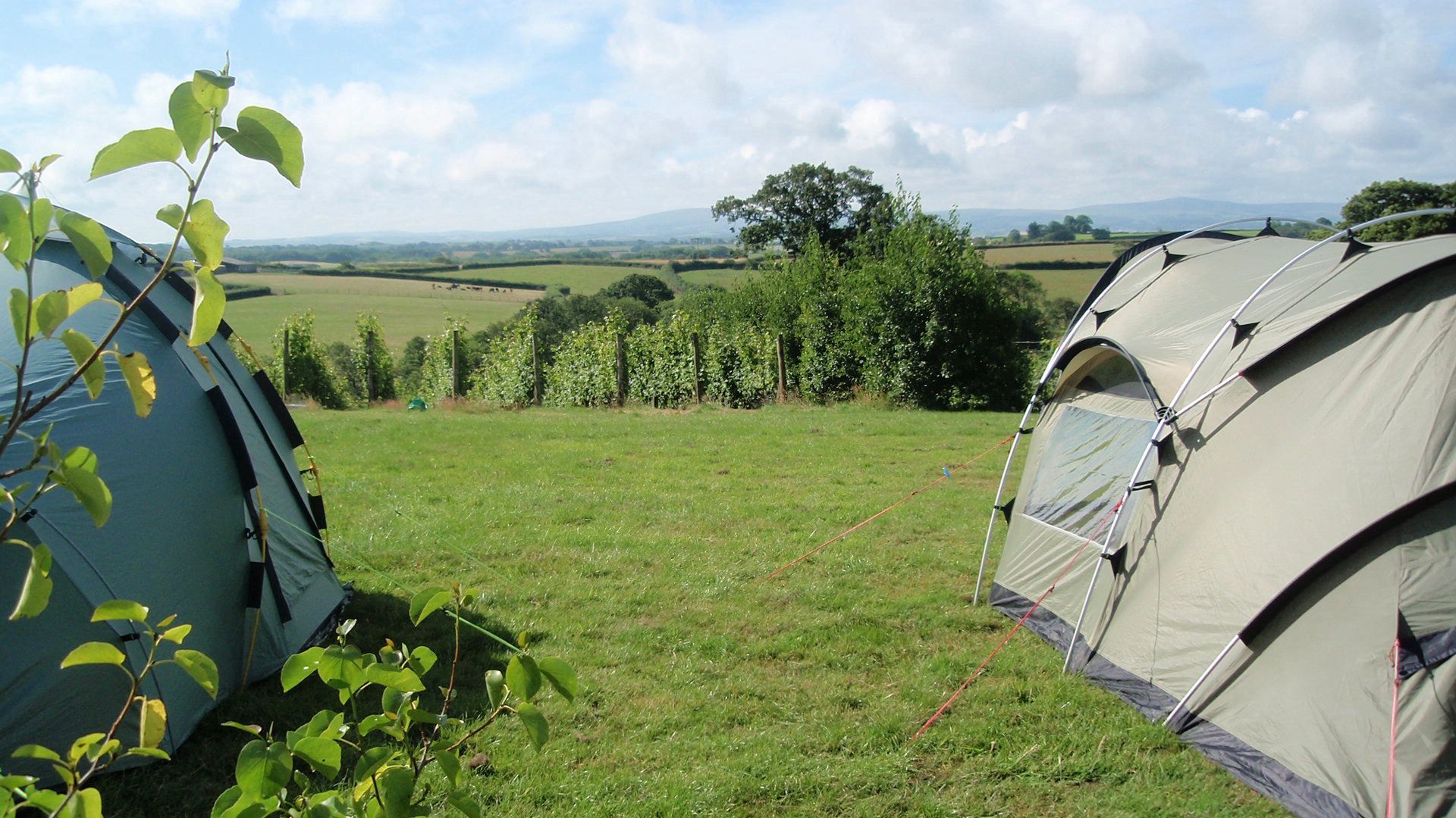 Tent pitch at Ten Acres Vineyard Cool Camping