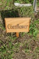 Cornflower