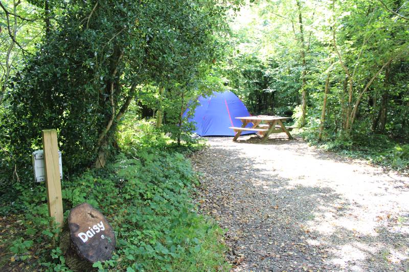 Daisy Woodland Pitch