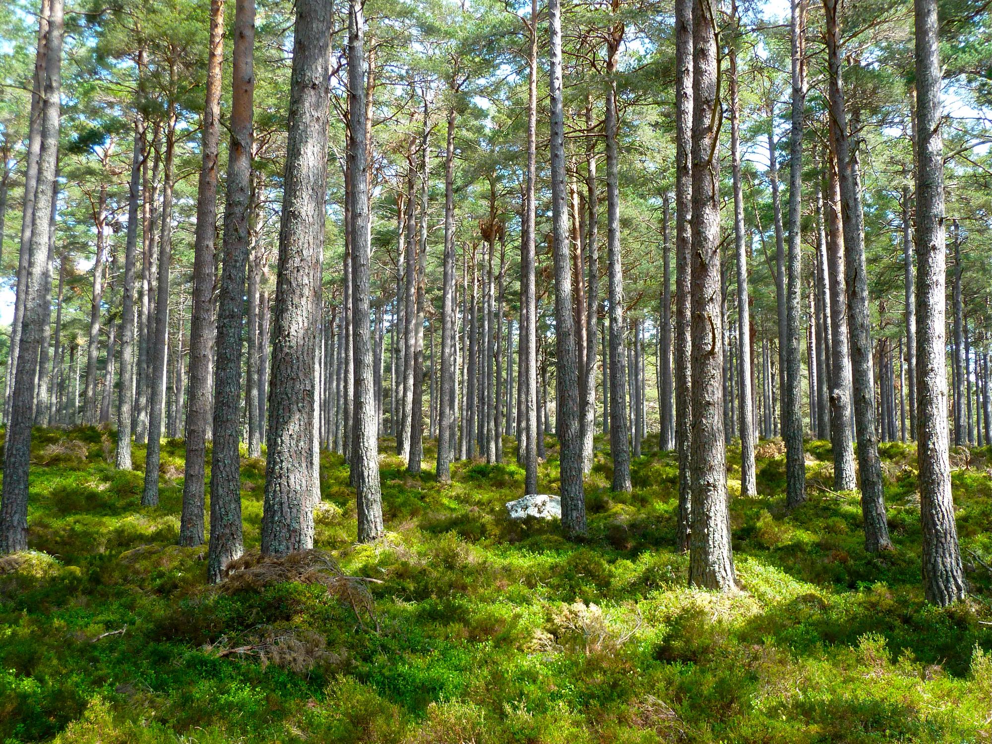Campsites Near Thetford Forest – Norfolk & Suffolk
