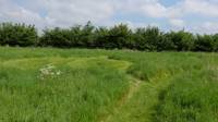 Standard Grass Pitch