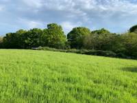 Elder Grass Pitch