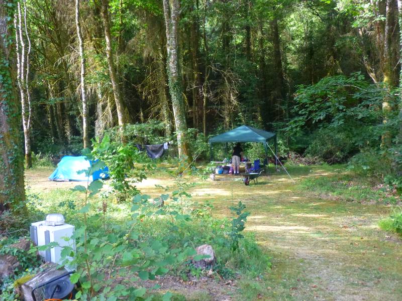 Woodland tent pitch