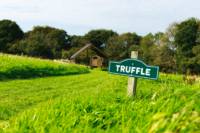 Truffle - Ensuite Grass Pitch