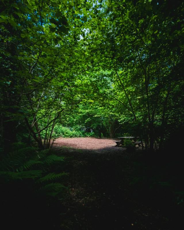 Honeysuckle Woodland Pitch