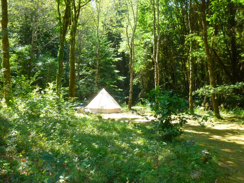 Woodland tent pitch
