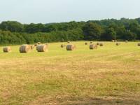 Grass Pitch