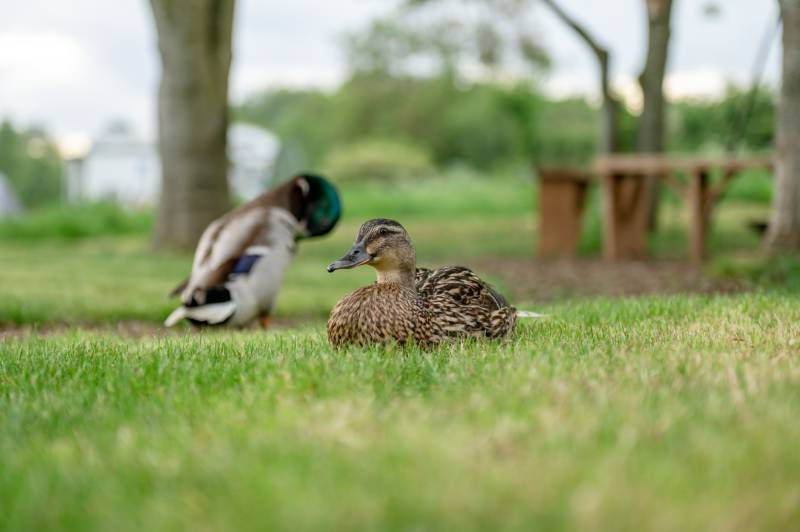 Sunbird Safari Bell Tent