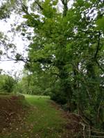Woodland Edge (tent/campervan pitch)