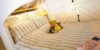 Lapwing Safari Tent