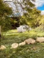 Sorrel Bell Tent