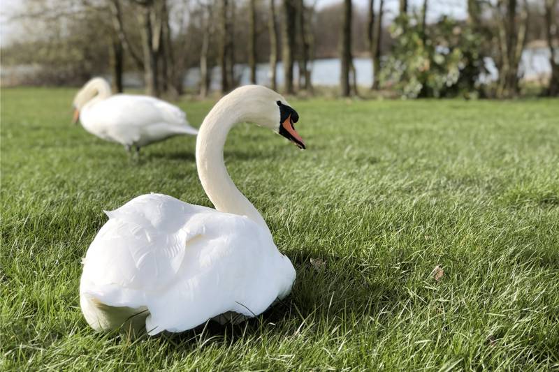 Lakeside Nuthatch Cabin