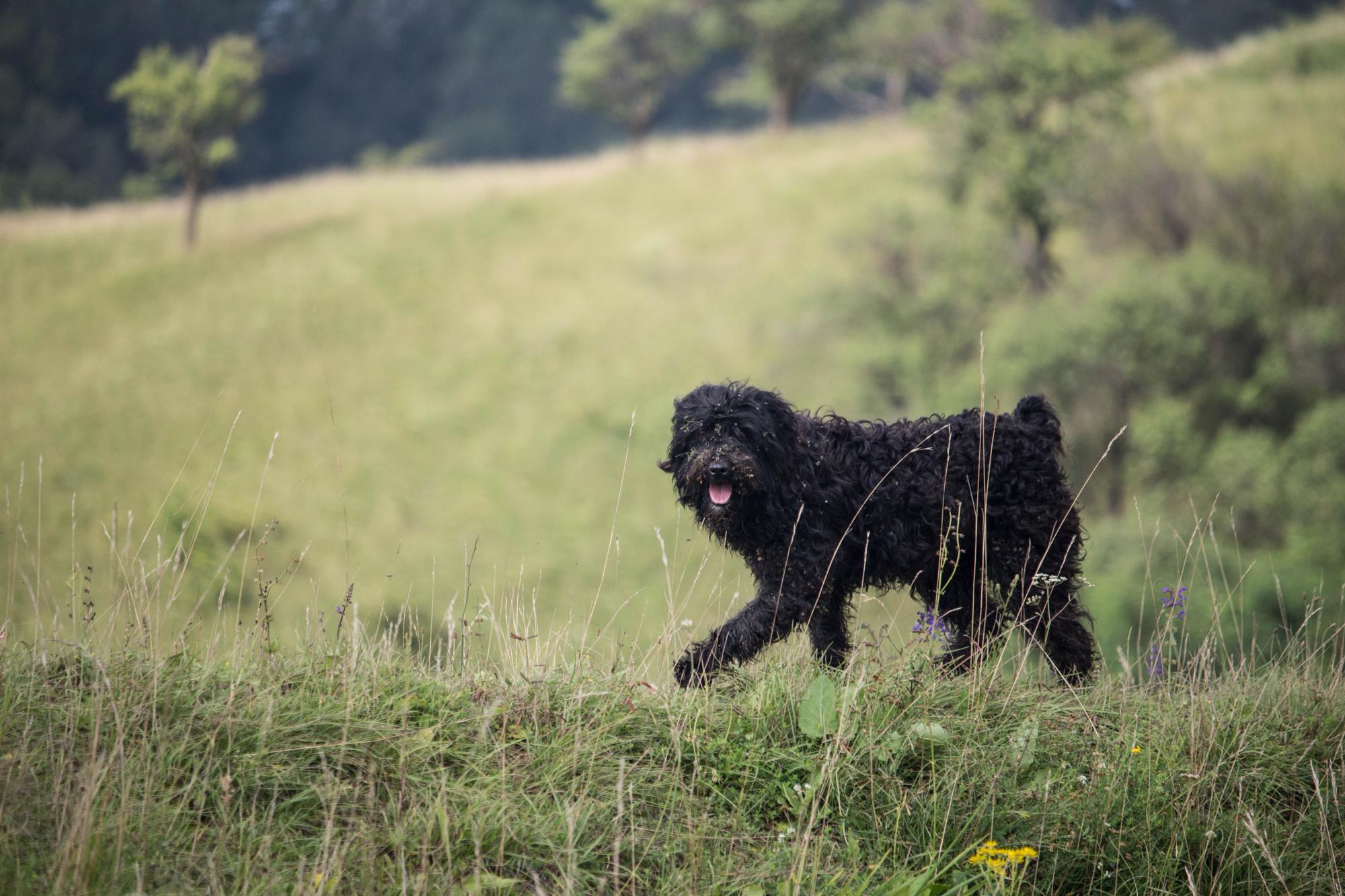 Dog-friendly campsites in the New Forest