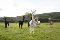 Bell tent within walking distance of two Welsh beaches