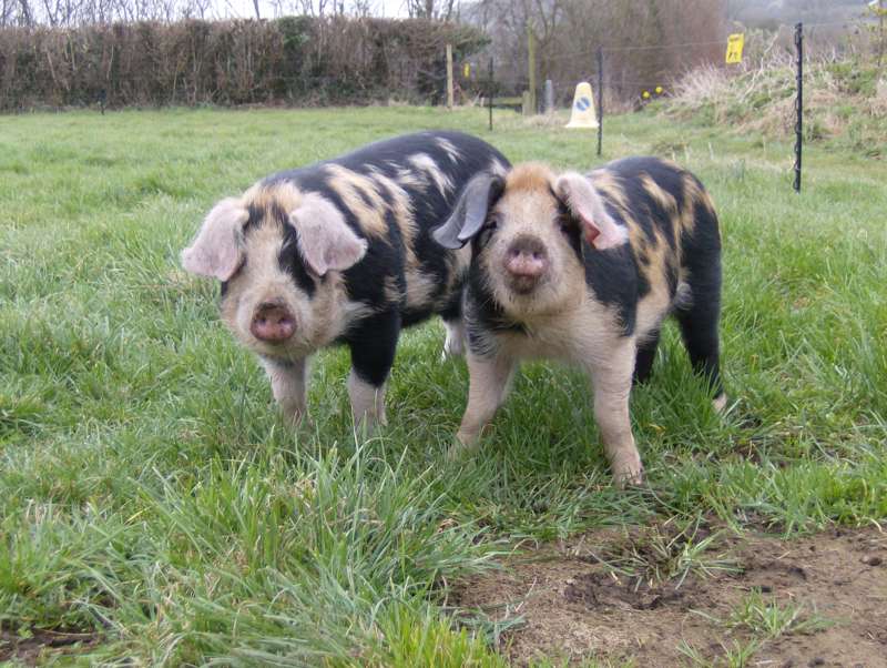 Small grass pitch for tents only - campsite 1