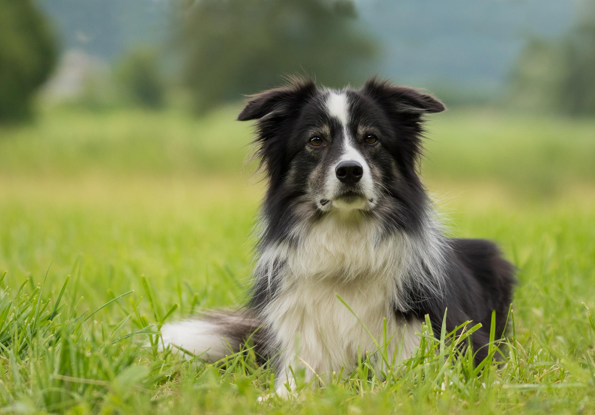 Dog Friendly Campsites – Campsites Where Dogs Are Welcome