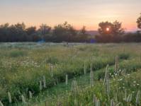 Kestrel Hobbit House