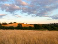 Meadow Pitch