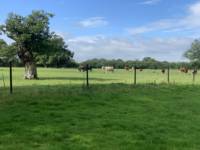 Child-free tipi glamping in a Norfolk meadow
