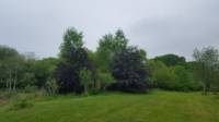 Bell Tent (5m)