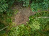 Woodland Tent Pitch 12 (3.5m x 3.5m)