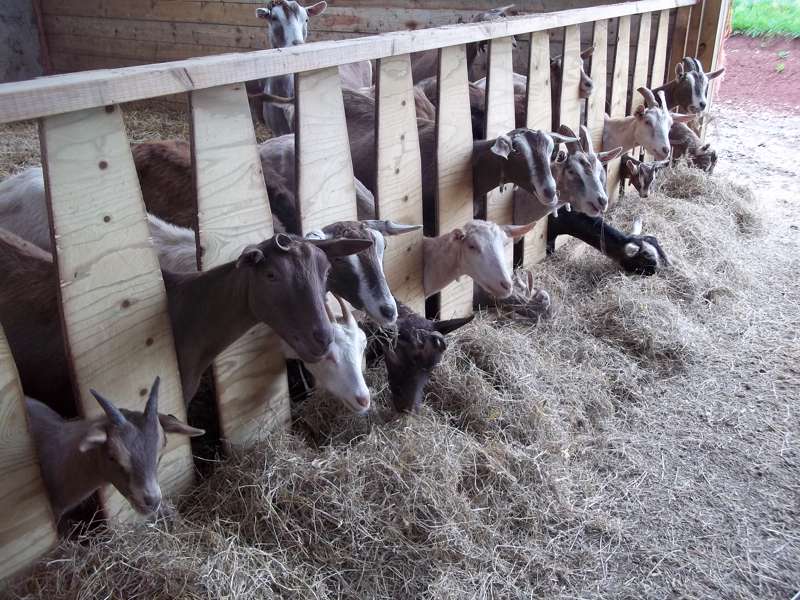 Large grass pitch - campsite 1