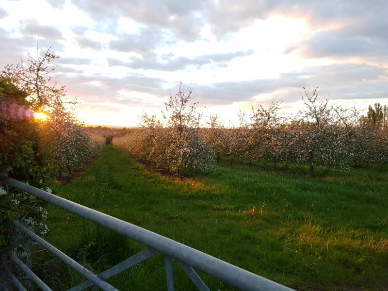 Tilia Bell Tent   (Dog Friendly)