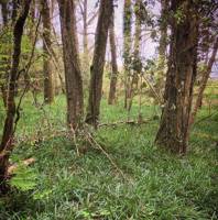 Orchard Bell tent