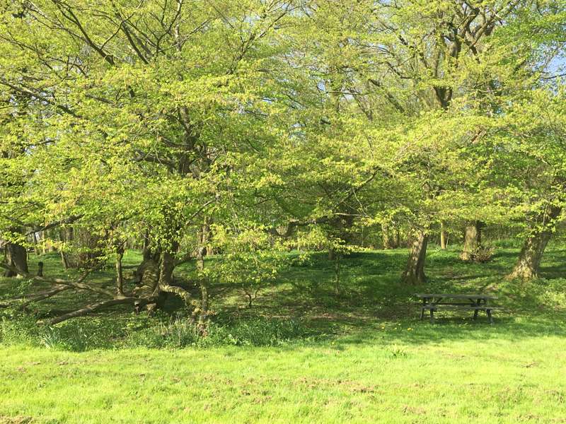 Grass Pitch for a Campervan/Tent