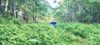 Faraway Tent Pitch