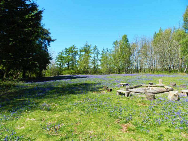 Woodland Meadow Large Pitch