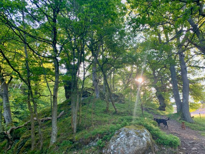 Ty Crwn Bach Idris - Yurt