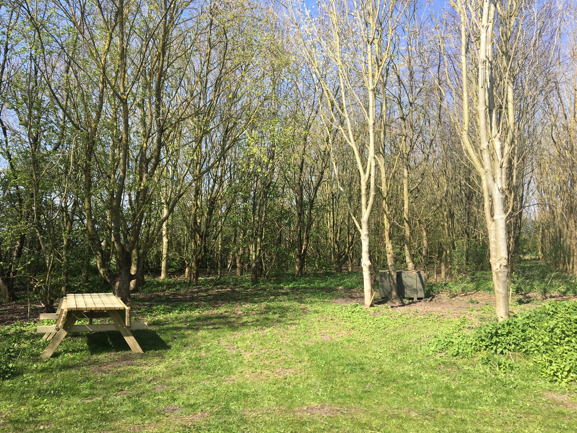 Woodland Camping 8 at New Farm Holidays Cool Camping