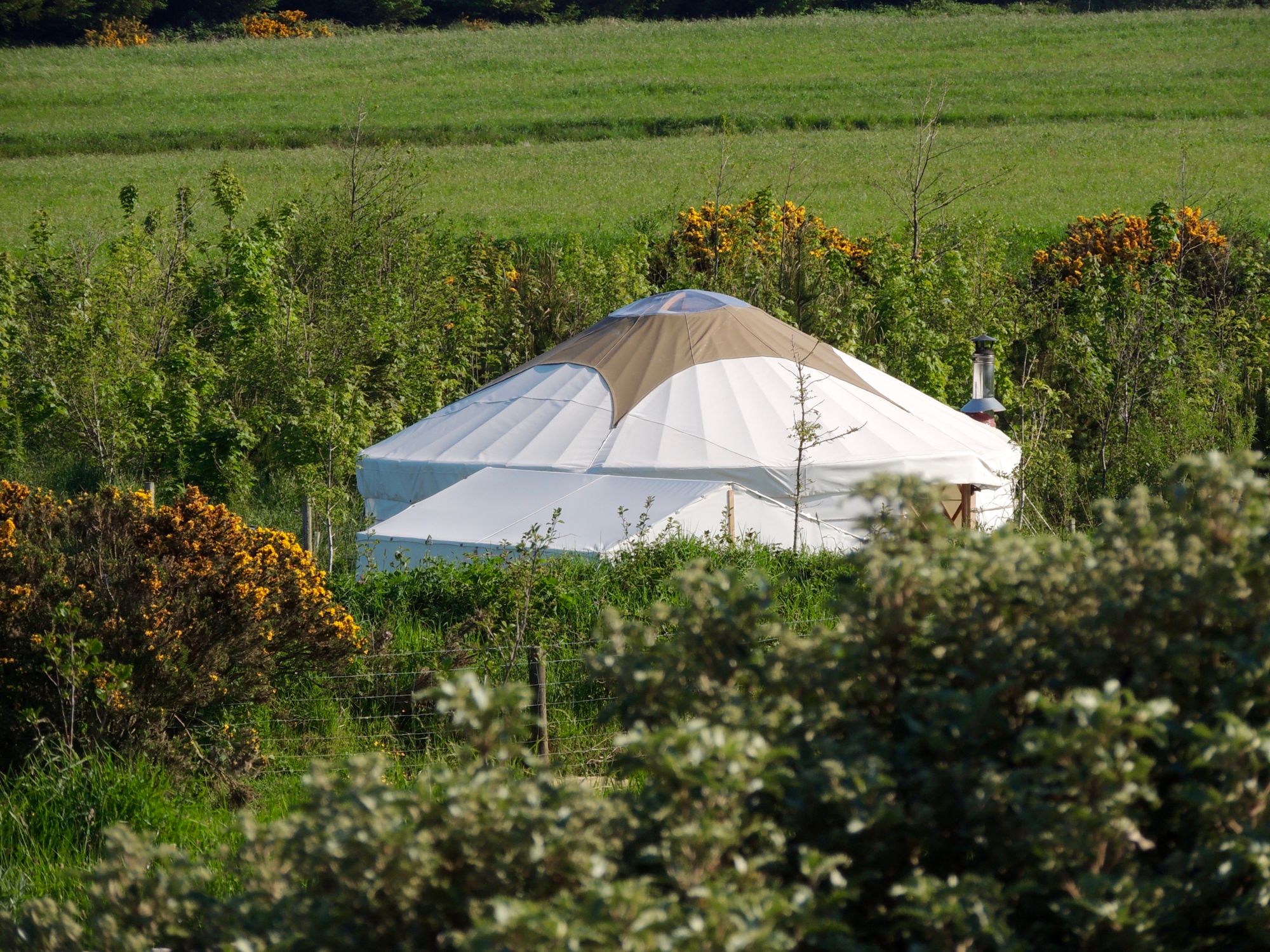 Yurt Glamping in Pembrokeshire