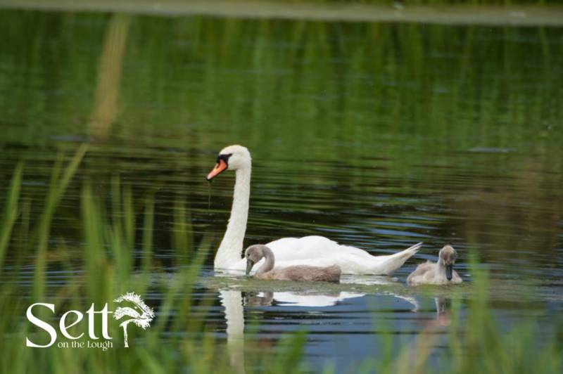Sett on the Lough