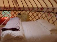 Yurt Oak