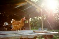 Canvas Lodge With Farmhouse Shower - sleeps 6